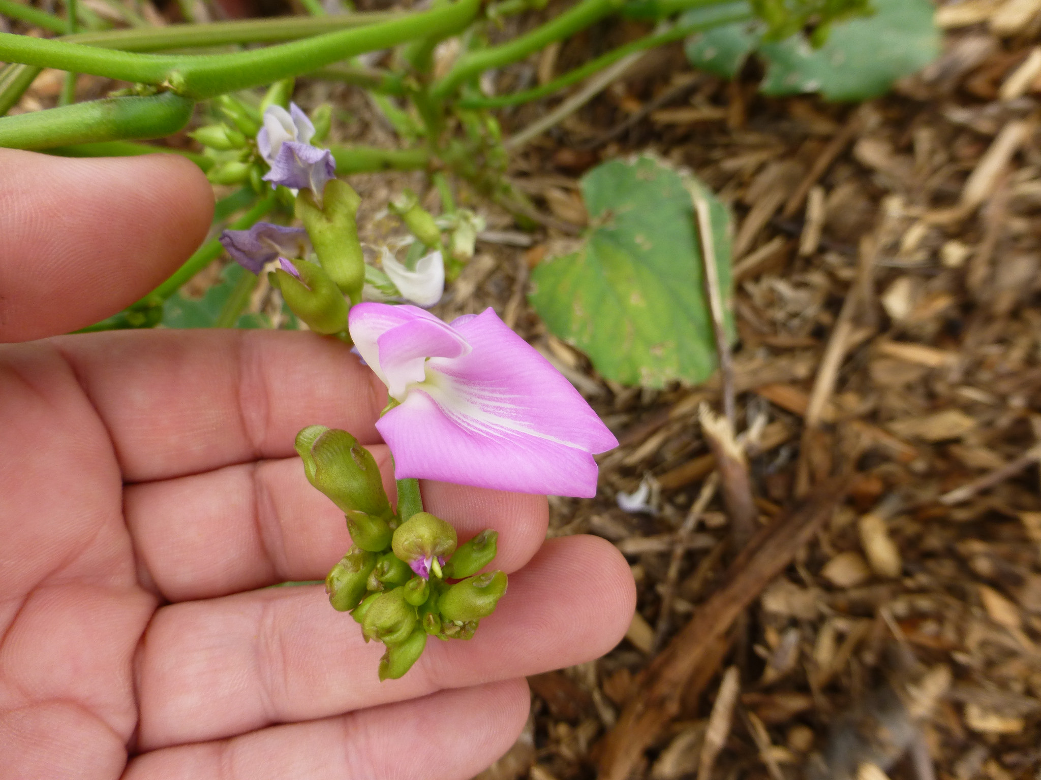 Reviving Jack Beans NativeSeedsSearch